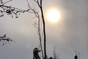 Træfældning Fåborg, Odense og Svendborg