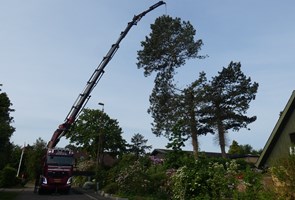 Træfældning Assens, Tommerup, Odense, Svendborg, Middelfart