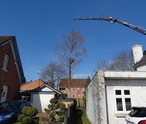 Fældning af træer når der ingen plads er.