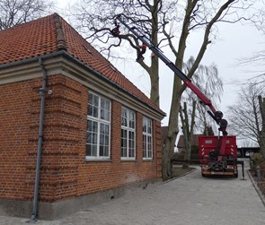 Beskæring af træer Odense