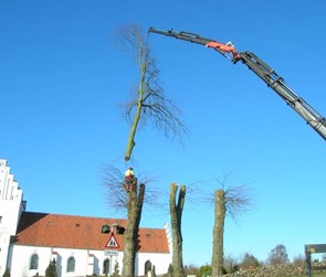 Træfældning med kran, fra Ebberup Vognmandsforretning ApS