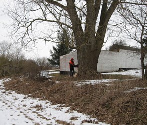 Træfældning Odense