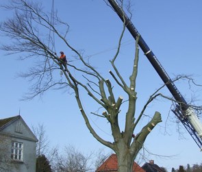 Træfældning på Fyn med mobilkran.