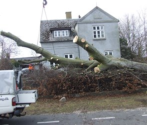 Stammen er lagt forsigtigt ned med mobilkran.