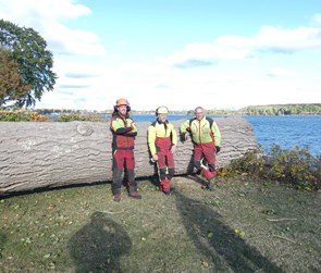 Fældning af træer ved Svendborg, Træfældning Troense